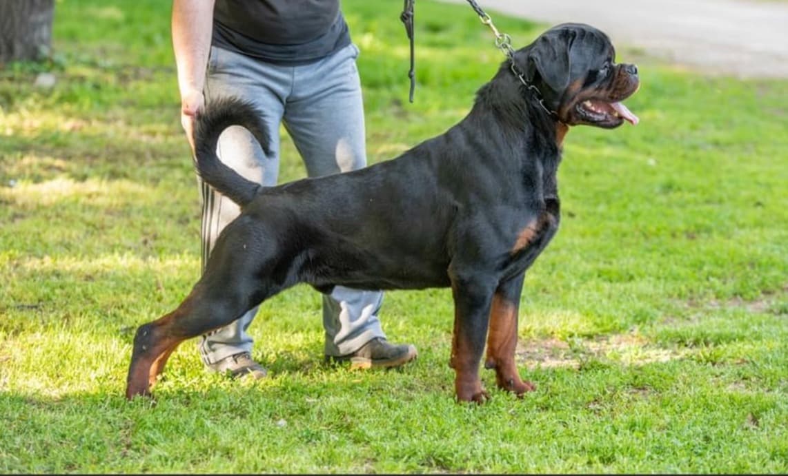 Bringing World Class Quality Import Rottweiler Bloodlines directly to you